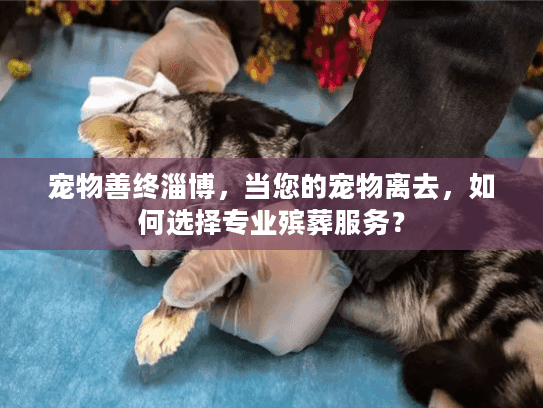 宠物善终淄博，当您的宠物离去，如何选择专业殡葬服务？