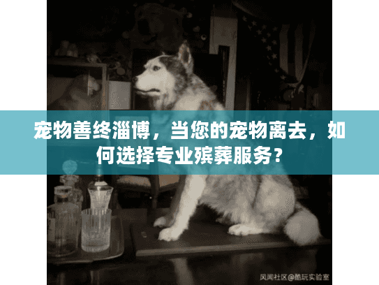 宠物善终淄博，当您的宠物离去，如何选择专业殡葬服务？