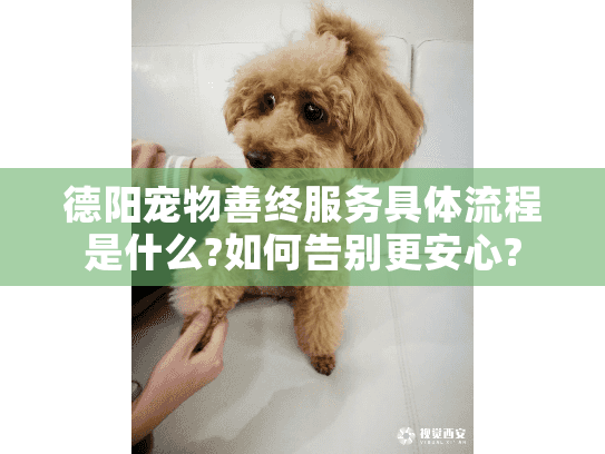 德阳宠物善终服务具体流程是什么?如何告别更安心?