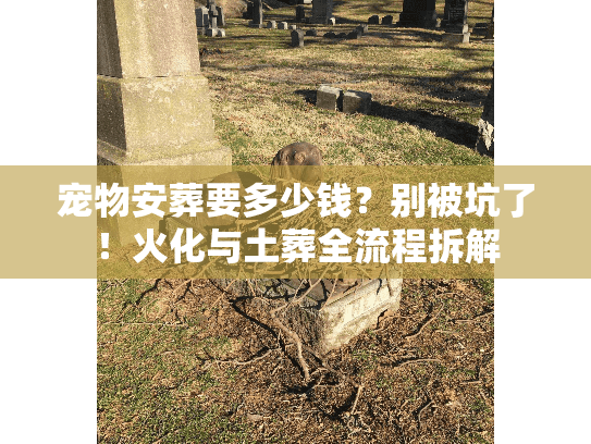 宠物安葬要多少钱？别被坑了！火化与土葬全流程拆解