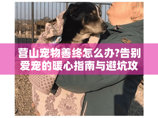 营山宠物善终怎么办?告别爱宠的暖心指南与避坑攻略
