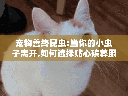 宠物善终昆虫:当你的小虫子离开,如何选择贴心殡葬服务?