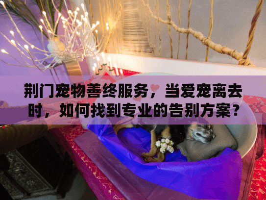 荆门宠物善终服务，当爱宠离去时，如何找到专业的告别方案？
