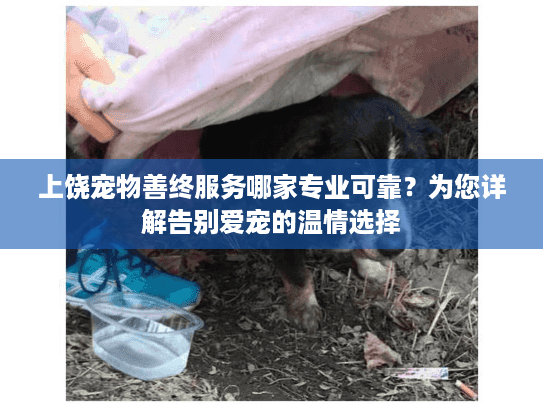上饶宠物善终服务哪家专业可靠？为您详解告别爱宠的温情选择