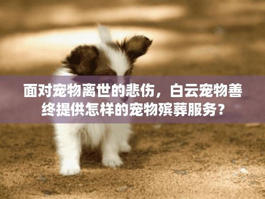 面对宠物离世的悲伤，白云宠物善终提供怎样的宠物殡葬服务？