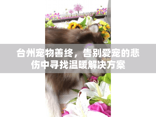 台州宠物善终，告别爱宠的悲伤中寻找温暖解决方案