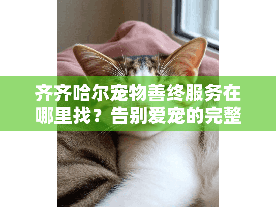 齐齐哈尔宠物善终服务在哪里找？告别爱宠的完整指南