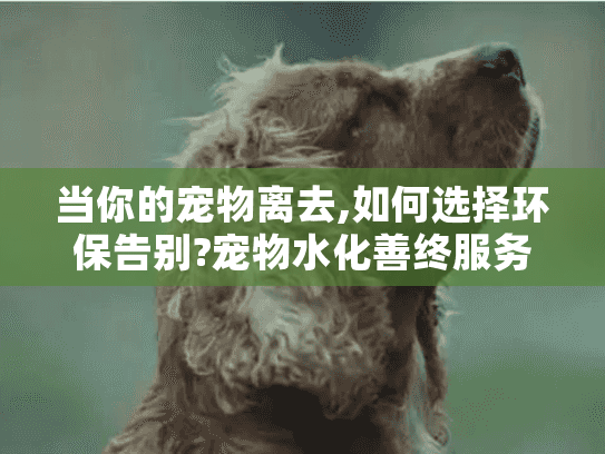 当你的宠物离去,如何选择环保告别?宠物水化善终服务全面指南 当你的宠物离去,如何选择环保告别?宠物水化善终服务全面指南