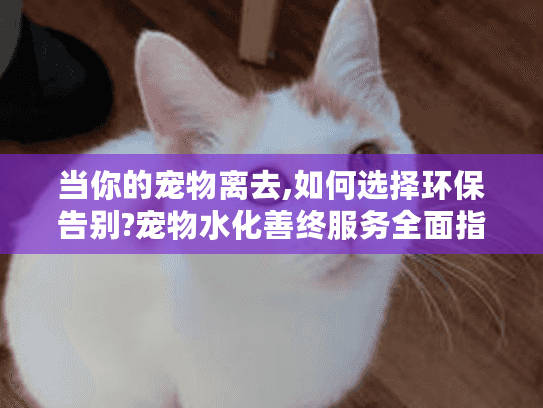 当你的宠物离去,如何选择环保告别?宠物水化善终服务全面指南
