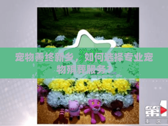 宠物善终新乡，如何选择专业宠物殡葬服务？