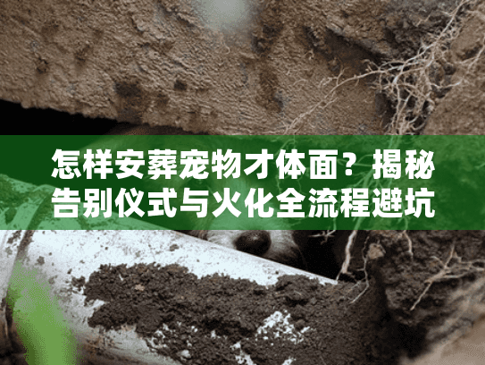 怎样安葬宠物才体面？揭秘告别仪式与火化全流程避坑