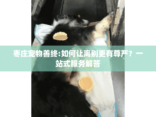 枣庄宠物善终:如何让离别更有尊严？一站式服务解答