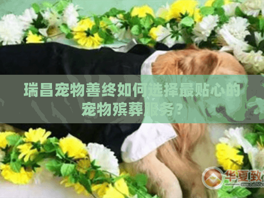 瑞昌宠物善终如何选择最贴心的宠物殡葬服务？