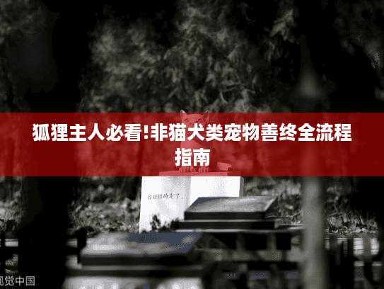 狐狸主人必看!非猫犬类宠物善终全流程指南
