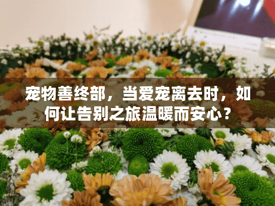 宠物善终部，当爱宠离去时，如何让告别之旅温暖而安心？