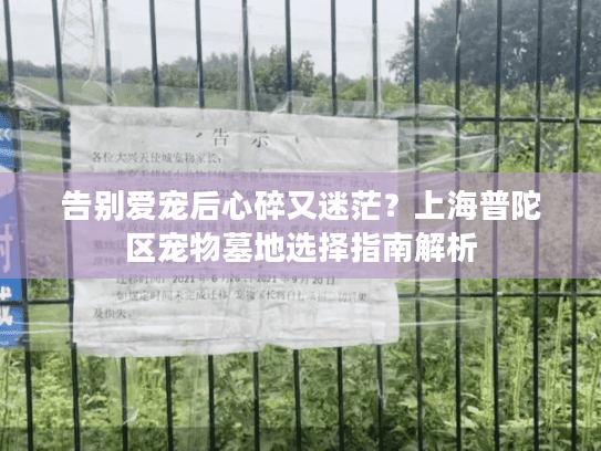 告别爱宠后心碎又迷茫？上海普陀区宠物墓地选择指南解析