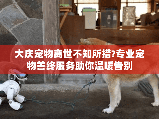 大庆宠物离世不知所措?专业宠物善终服务助你温暖告别
