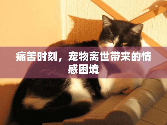 痛苦时刻，宠物离世带来的情感困境