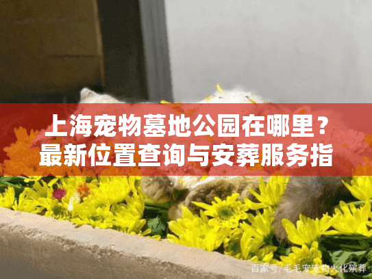 上海宠物墓地公园在哪里？最新位置查询与安葬服务指南