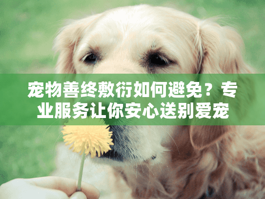 宠物善终敷衍如何避免？专业服务让你安心送别爱宠
