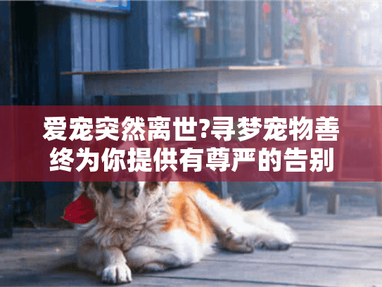 爱宠突然离世?寻梦宠物善终为你提供有尊严的告别选择