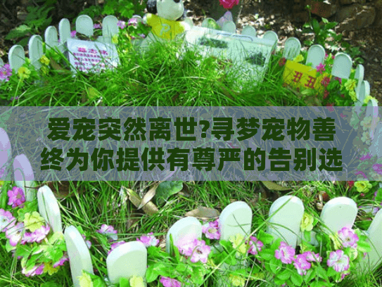 爱宠突然离世?寻梦宠物善终为你提供有尊严的告别选择
