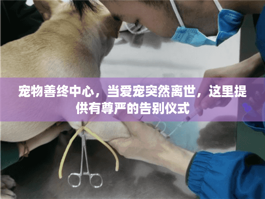 宠物善终中心，当爱宠突然离世，这里提供有尊严的告别仪式