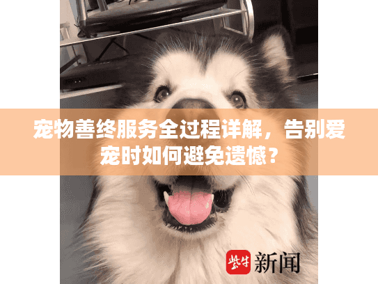宠物善终服务全过程详解，告别爱宠时如何避免遗憾？