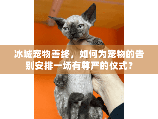 冰城宠物善终，如何为宠物的告别安排一场有尊严的仪式？