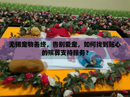 无锡宠物善终，告别爱宠，如何找到贴心的殡葬支持服务？
