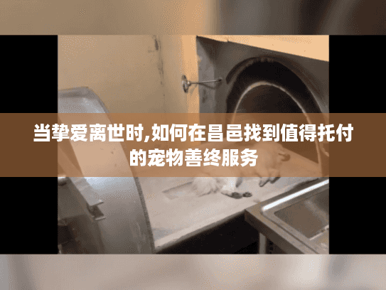 当挚爱离世时,如何在昌邑找到值得托付的宠物善终服务