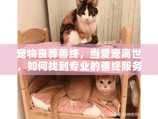 宠物丧葬善终，当爱宠离世，如何找到专业的善终服务？