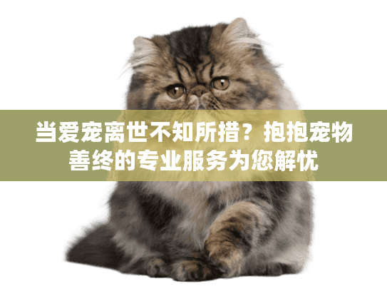 当爱宠离世不知所措？抱抱宠物善终的专业服务为您解忧