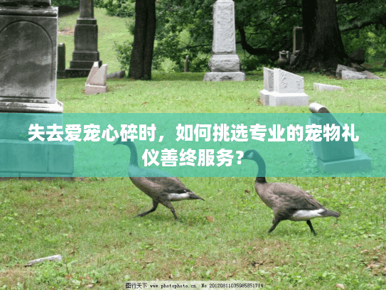 失去爱宠心碎时，如何挑选专业的宠物礼仪善终服务？