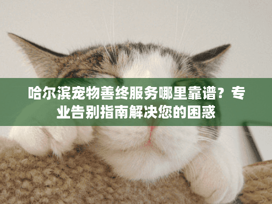 哈尔滨宠物善终服务哪里靠谱？专业告别指南解决您的困惑