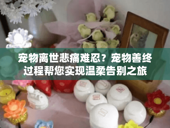 宠物离世悲痛难忍？宠物善终过程帮您实现温柔告别之旅