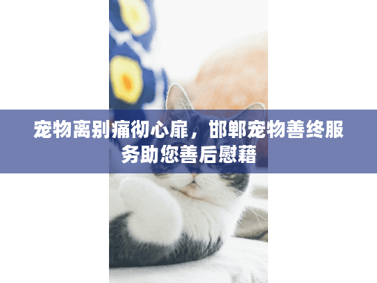 宠物离别痛彻心扉，邯郸宠物善终服务助您善后慰藉