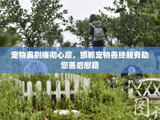 宠物离别痛彻心扉，邯郸宠物善终服务助您善后慰藉