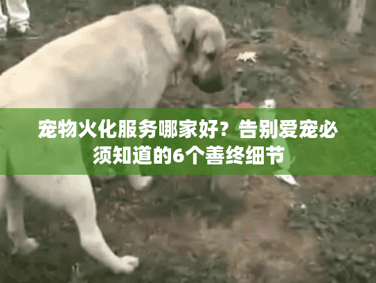 宠物火化服务哪家好？告别爱宠必须知道的6个善终细节