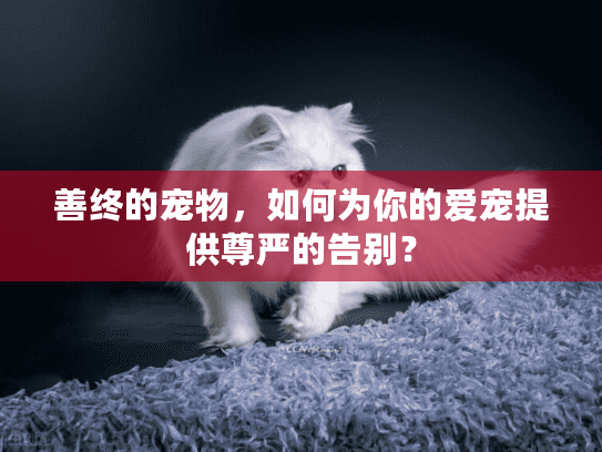 善终的宠物，如何为你的爱宠提供尊严的告别？