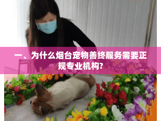 一、为什么烟台宠物善终服务需要正规专业机构?