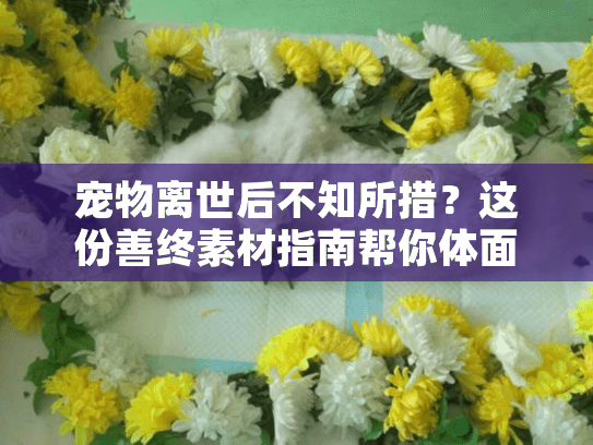 宠物离世后不知所措？这份善终素材指南帮你体面告别