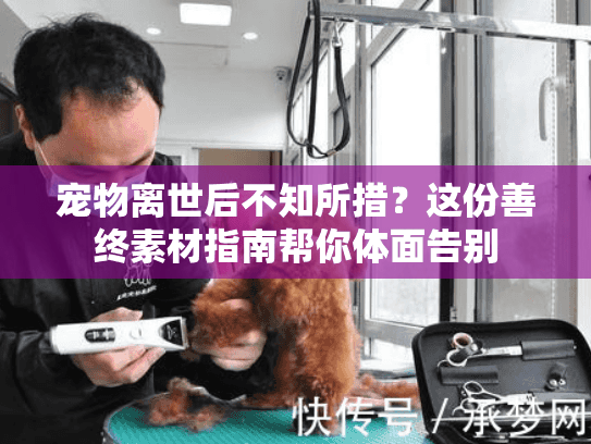 宠物离世后不知所措？这份善终素材指南帮你体面告别