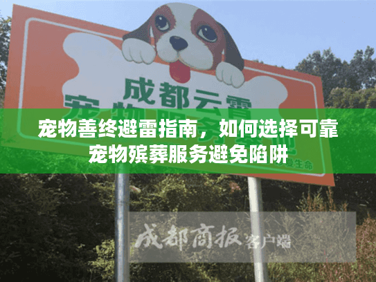 宠物善终避雷指南，如何选择可靠宠物殡葬服务避免陷阱