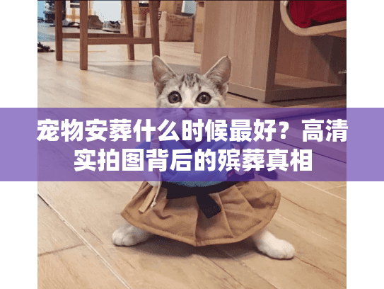 宠物安葬什么时候最好？高清实拍图背后的殡葬真相