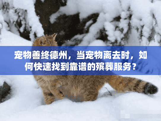 宠物善终德州，当宠物离去时，如何快速找到靠谱的殡葬服务？