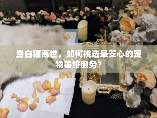 当白猫离世，如何挑选最安心的宠物善终服务？
