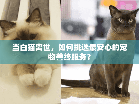 当白猫离世，如何挑选最安心的宠物善终服务？