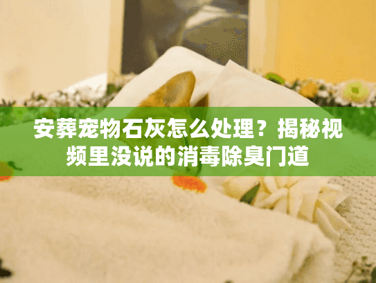 安葬宠物石灰怎么处理？揭秘视频里没说的消毒除臭门道