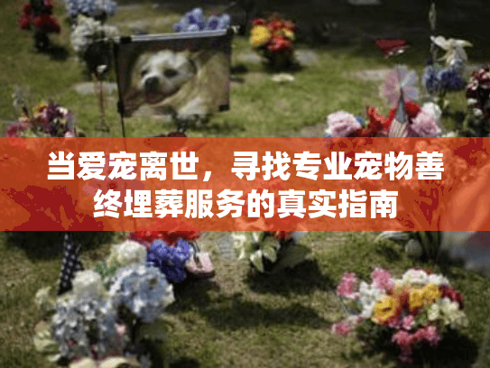 当爱宠离世，寻找专业宠物善终埋葬服务的真实指南